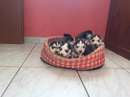 Foto cuccioli di siberian husky