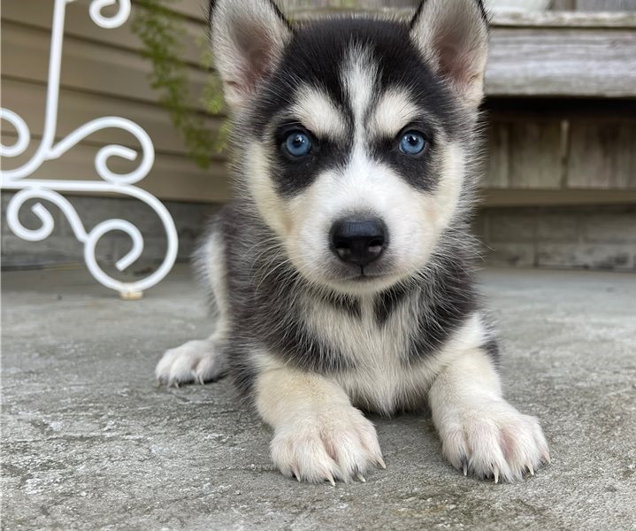 Foto Cuccioli di Siberian Husky