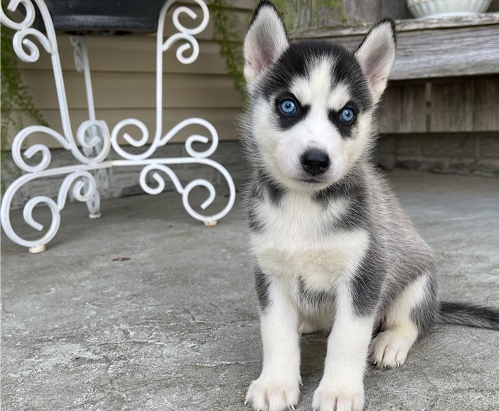 Foto Cuccioli di Siberian Husky