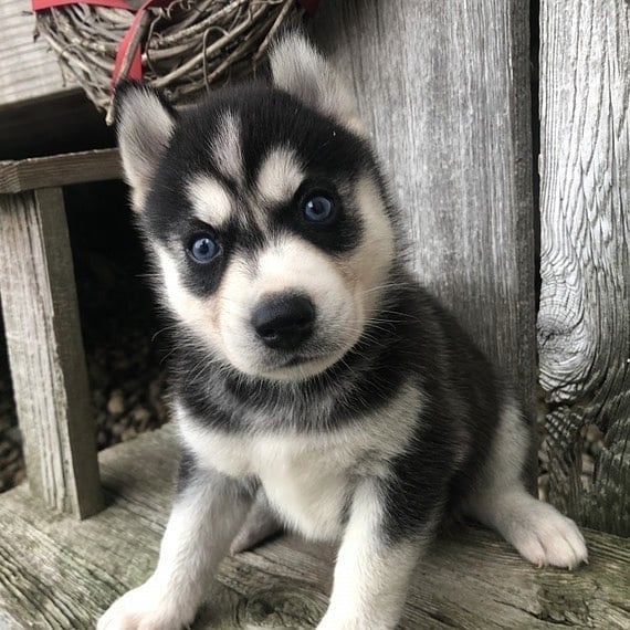 Foto cuccioli di siberian husky in regalo