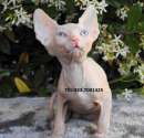 Foto Cuccioli di Sphynx- gatto nud- pagamento rateale