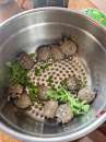 Foto Cuccioli di tartarughe di terra