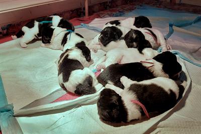 Foto Cuccioli di Terranova bianco neri prenotabili