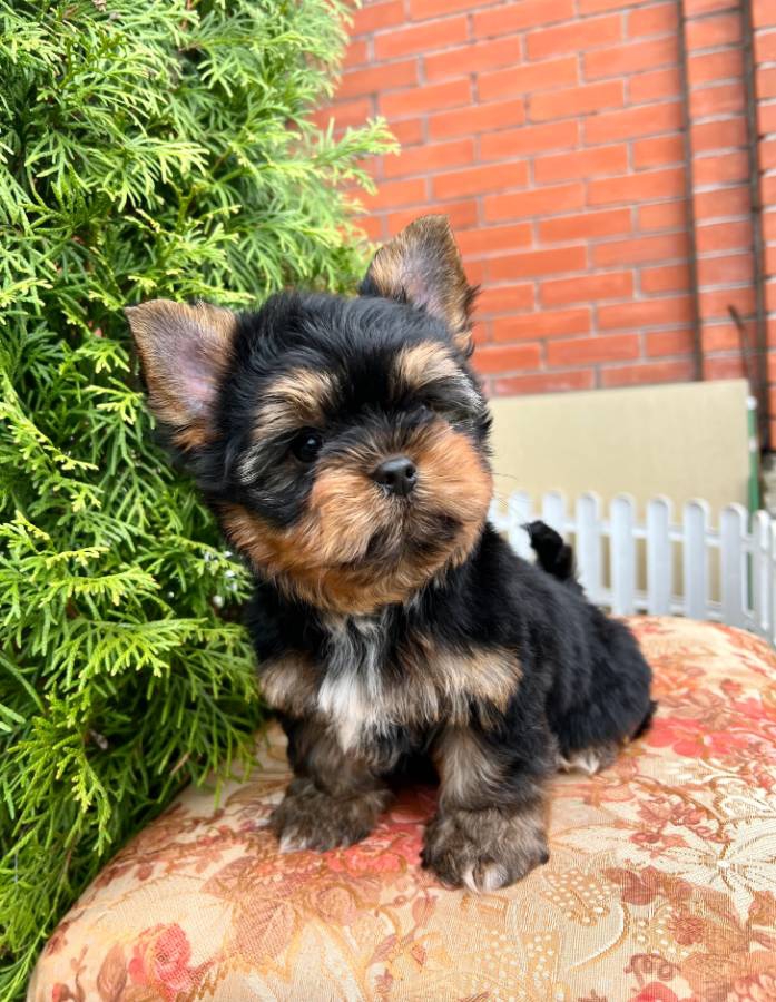 Foto Cuccioli di Yorkshire