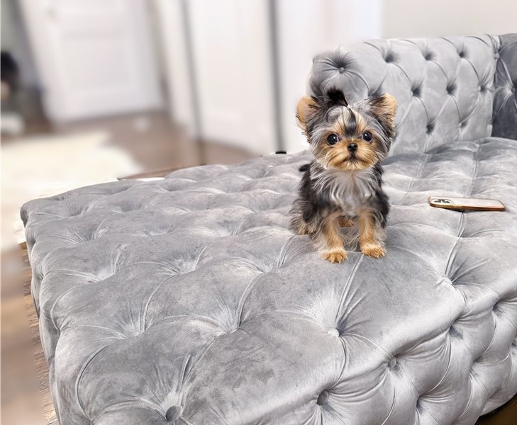 Foto cuccioli di Yorkshire terrier