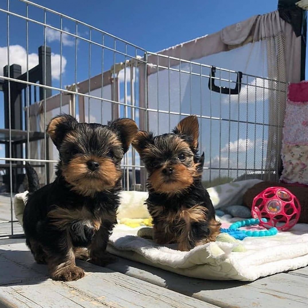 Foto cuccioli di yorkshire terrier in regalo