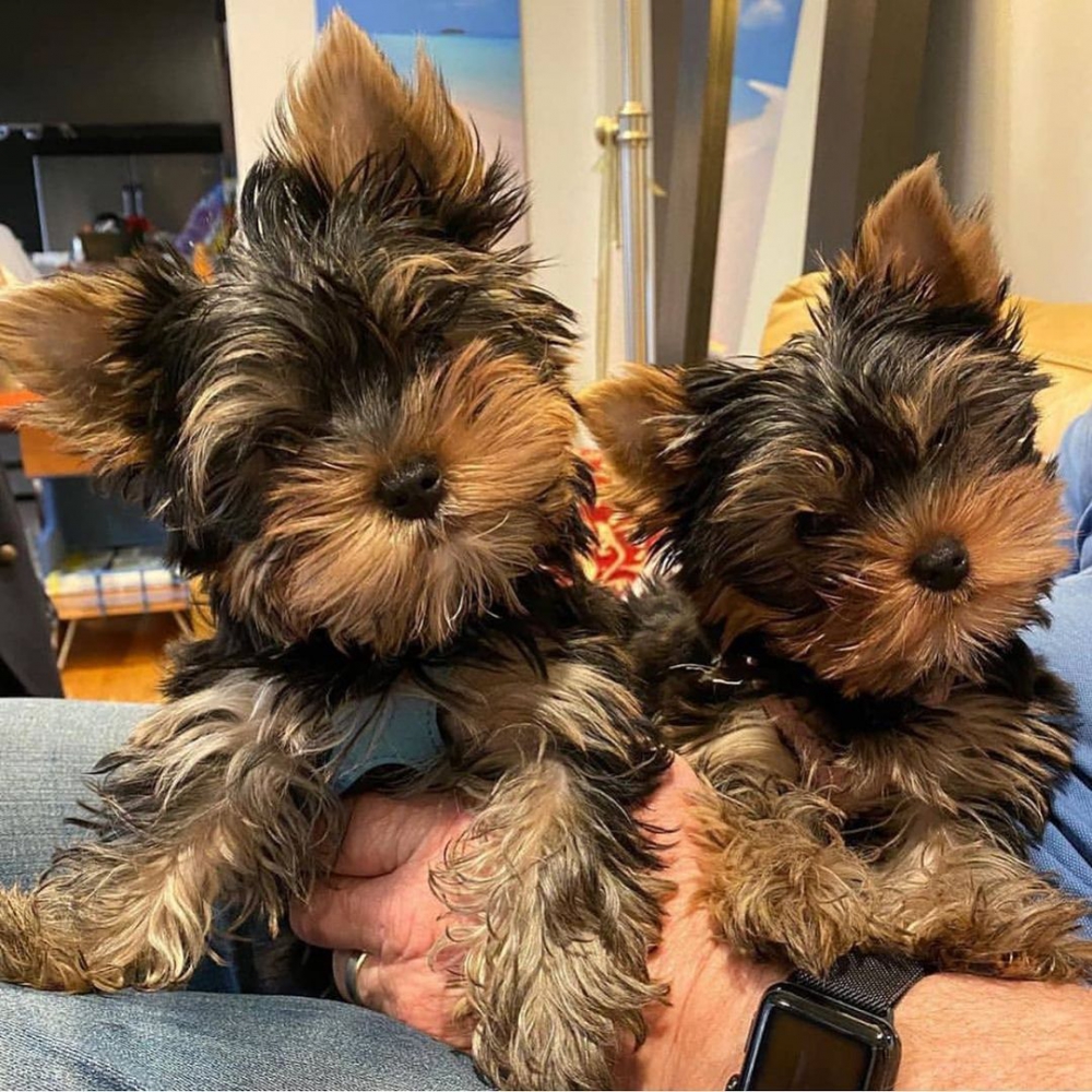 Foto cuccioli di yorkshire terrier in regalo