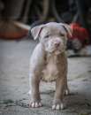 Foto Cuccioli disponibili