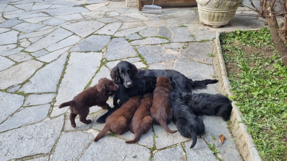 Foto CUCCIOLI FLAT COATED RETRIEVER