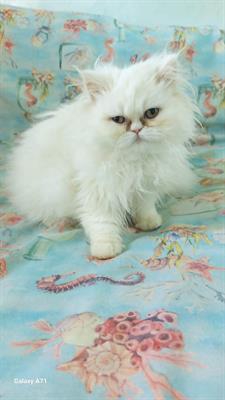 Foto Cuccioli gatti persiani cincilla