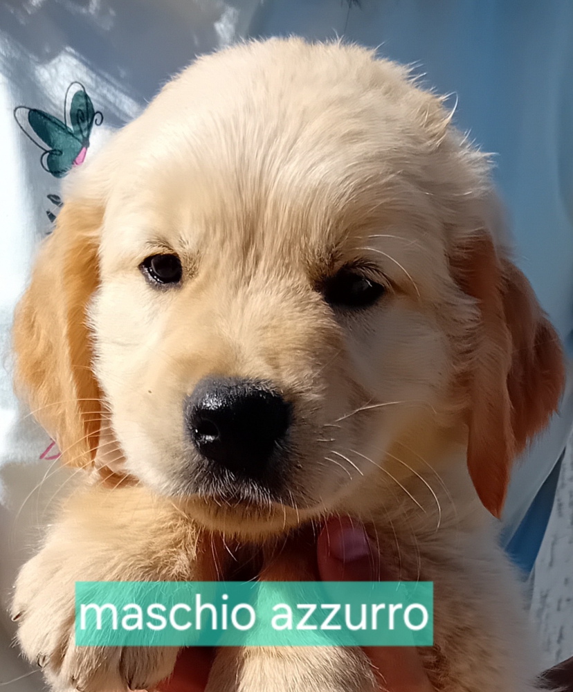 Foto Cuccioli Golden retriever 