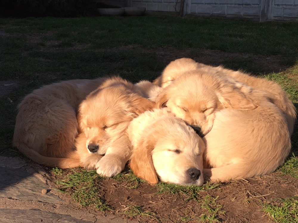 Foto Cuccioli Golden Retriever alta genealogia 