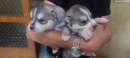 Foto CUCCIOLI HUSKY ENCI