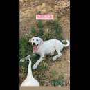 Foto CUCCIOLI IN ADOZIONE