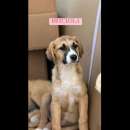 Foto CUCCIOLI IN ADOZIONE