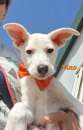 Foto Cuccioli in adozione Foto Cuccioli in adozione