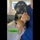 Foto CUCCIOLI IN ADOZIONE HURRA' HENRY HOLDEN