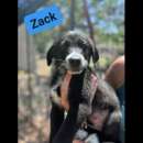 Foto CUCCIOLI IN ADOZIONE  ZACK, ZAGOR, ZAIRA.