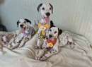 Foto Cuccioli incrocio dalmata in adozione