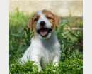 Foto Cuccioli Jack Russell Terrier Selezionati