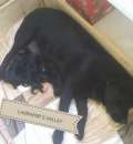 Foto Cuccioli labrador a manto nero con pedigree