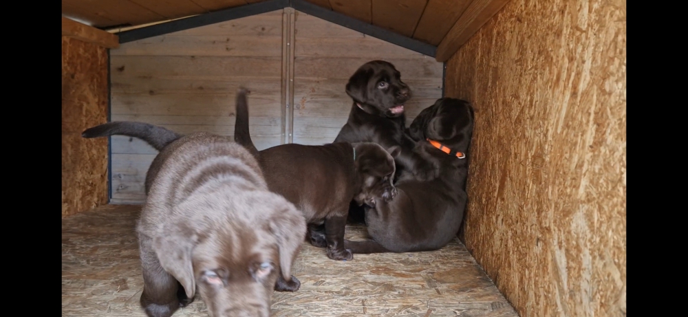 Foto Cuccioli labrador cioccolato con Pedigree