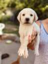 Foto Cuccioli labradorini cercano urgentemente adozione