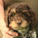 Foto Cuccioli lagotto romagnolo