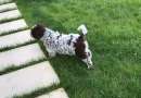 Foto Cuccioli Lagotto Romagnolo con pedegree