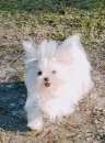 Foto Cuccioli maltese