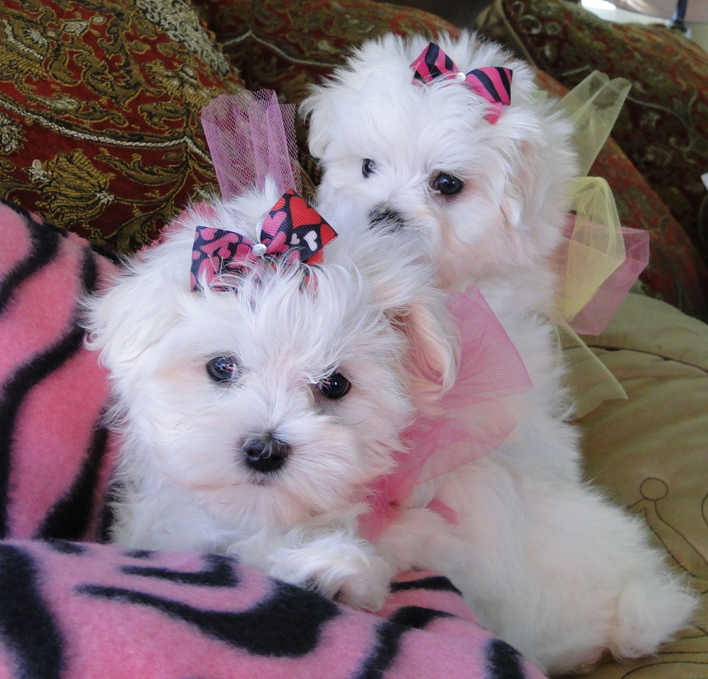 Foto Cuccioli maltesi ben socializzati per la tua bella famiglia Ho due bellissimi cuccioli di maltese Teacup da adottare. Sono entrambi molto energici e stanno gi mostrando segni di grande intelligenza. Hanno 12 settimane e hanno avuto i primi colpi e 