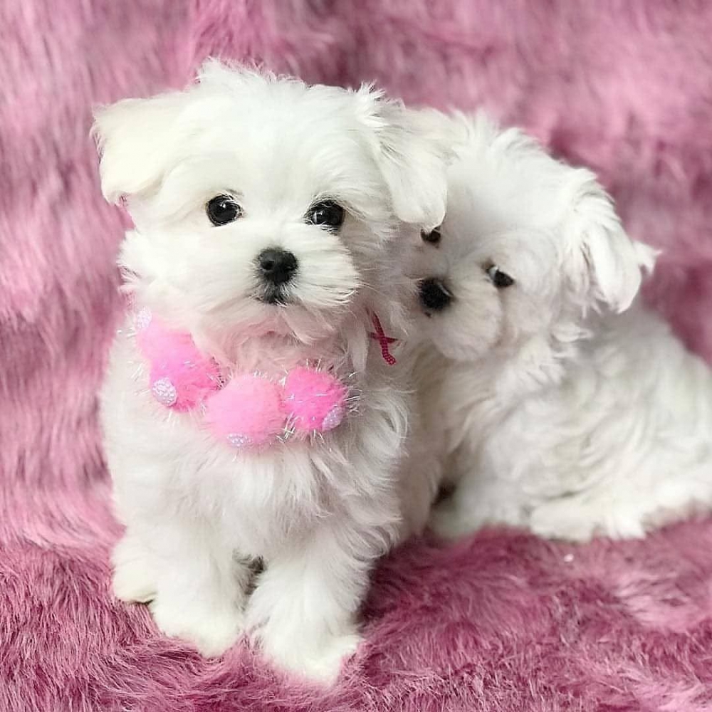 Foto Cuccioli maltesi intelligenti **GRATIS** Adozione maschio e femmina Disponibili splendidi cuccioli di maltese teacup a pelo intero (maschi e femmine). Tonnellate di dolce personalità e splendido pelo pieno. Così piccolo e carino. Amano essere tenut