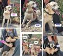 Foto CUCCIOLI NATI 10/12/23, RECLUSI IN UN CANILE AFFOLLATO, CERCANO CASA!