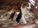 Foto Cuccioli pastore australiano