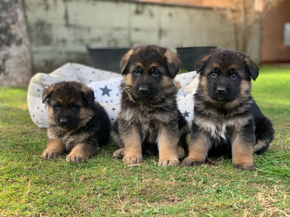 Foto Cuccioli Pastore Tedesco