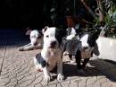 Foto Cuccioli Pit Bull a Bari in Puglia . Pitbull con pedigree.