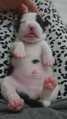 Foto Cuccioli pitbull