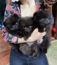 Foto Cuccioli Pomerania (Spitz nani)