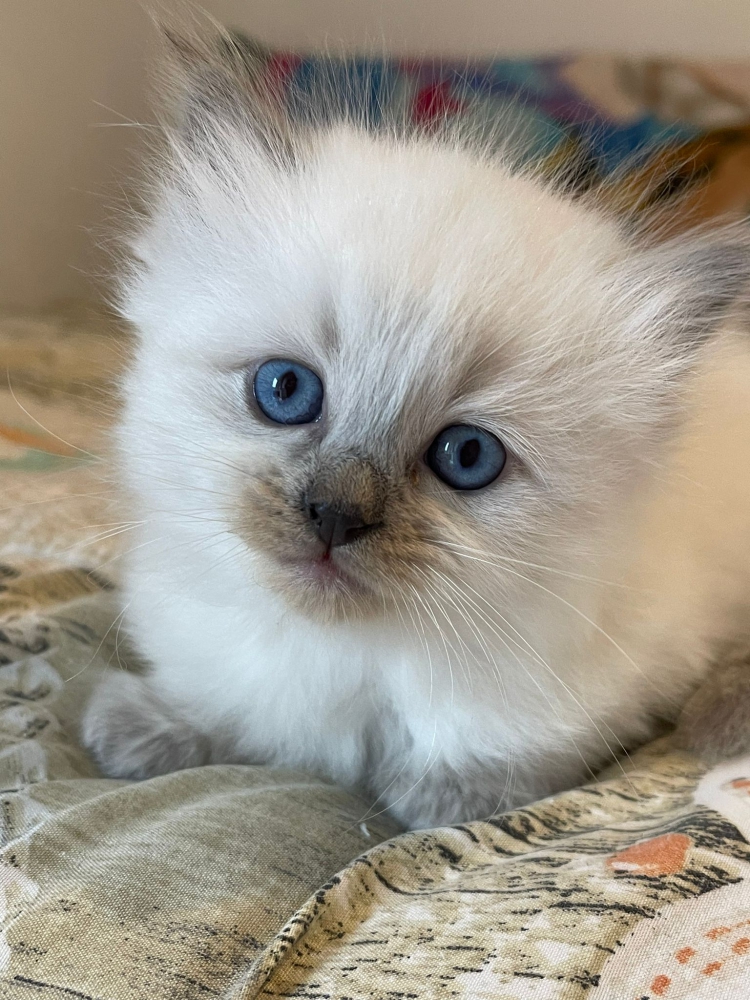 Foto cuccioli ragdoll con pedigree 