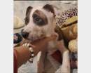 Foto Cuccioli razza Pitbull di 2 mesi in adozione