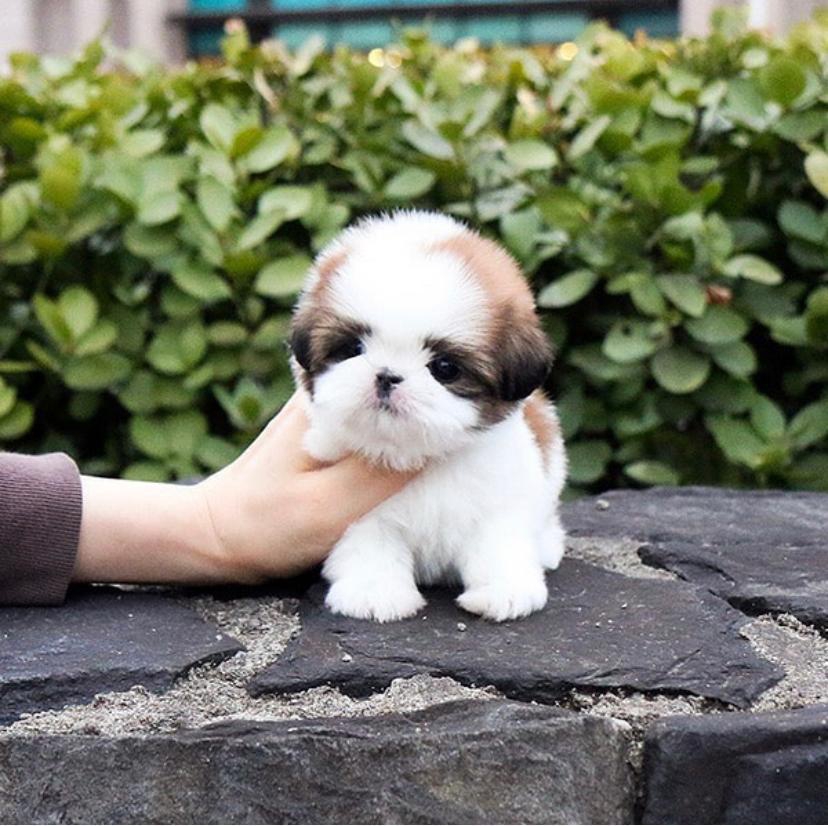 Foto cuccioli shih tzu disponibili in regalo