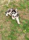 Foto cuccioli siberian husky