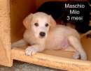 Foto Cuccioli taglia media cercano casa Foto Cuccioli taglia media cercano casa