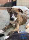Foto Cuccioli taglia media cercano casa - Leggere la descrizione prima di contattarci