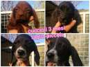 Foto CUCCIOLI TAGLIA PICCOLA 3 MESI