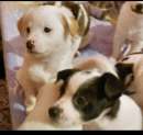 Foto Cuccioli taglia piccola