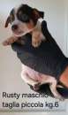 Foto Cuccioli taglia piccola 6 kg