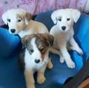Foto Cuccioli taglia piccola in adozione