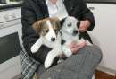 Foto Cuccioli taglia piccolamedio piccola in adozione