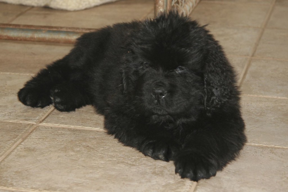 Foto Cuccioli Terranova maschio e femmina 